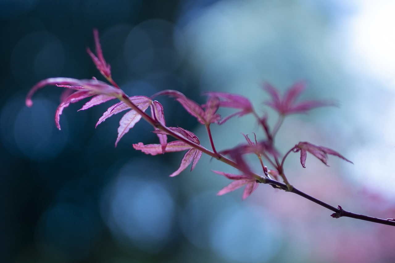 Best Companion Plants for a Healthy Garden